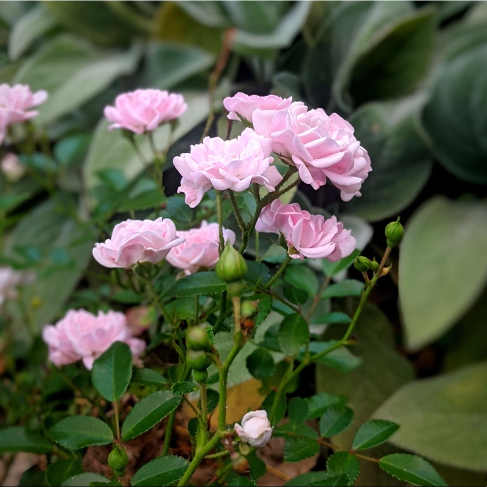 Meet your Posher, Kaia